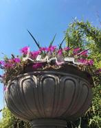 Biologische Franse cooperi tuinplanten stekjes, Overige soorten, Volle zon, Vaste plant, Ophalen of Verzenden