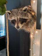 Wasbeer shouldermount, Verzamelen, Dierenverzamelingen, Ophalen of Verzenden, Zo goed als nieuw, Beeldje of Figuurtje