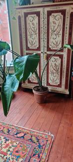 Grote strelitzia plant, Ophalen, Rechthoekig, 200 cm of meer