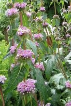 Phlomis tuberosa roze in een P9 pot., Volle zon, Vaste plant, Zomer, Ophalen