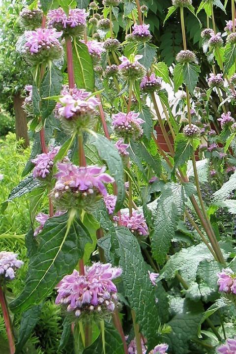 Phlomis tuberosa roze in een P9 pot., Tuin en Terras, Planten | Tuinplanten, Vaste plant, Overige soorten, Volle zon, Zomer, Ophalen
