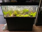 Juwel rio 240 draaiend aquarium, Ophalen, Zo goed als nieuw, Gevuld zoetwateraquarium