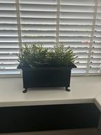 Prachtige Antieke Zinken Plantenbak, Ophalen of Verzenden, Gebruikt, Minder dan 60 cm, Minder dan 30 cm