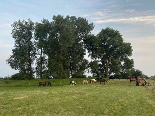 Pensionstalling met weidegang , 24/7 buiten paardenpension., Dieren en Toebehoren, Stalling en Weidegang, Weidegang