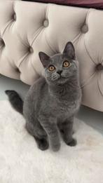 Britse korthaar kitten, Dieren en Toebehoren, Katten en Kittens | Raskatten | Korthaar, Poes, Ontwormd