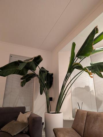 Strelitzia Nicolai beschikbaar voor biedingen