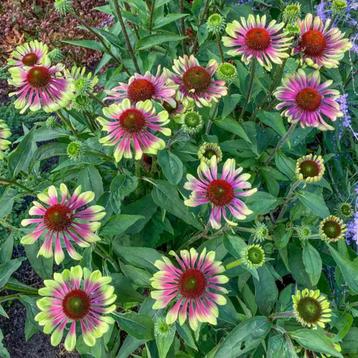 Echinacea purpurea green twister in p9 beschikbaar voor biedingen