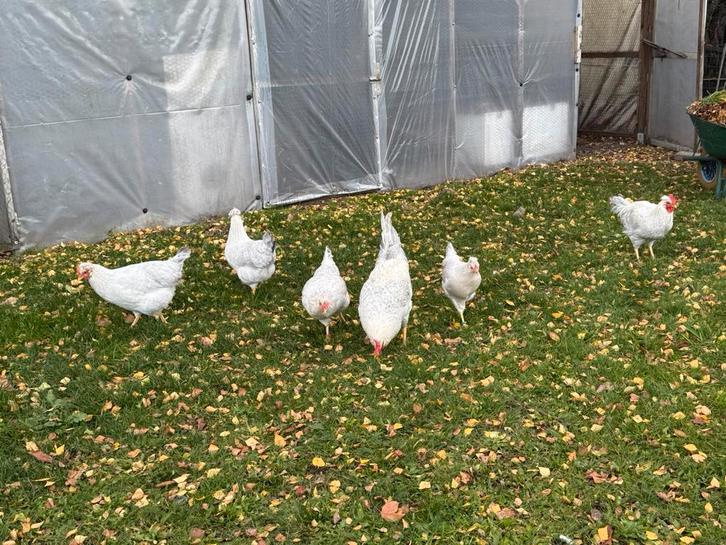 Broedeieren OPAL Lavender Legbar( blauwe eieren, Dieren en Toebehoren, Pluimvee, Kip, Geslacht onbekend