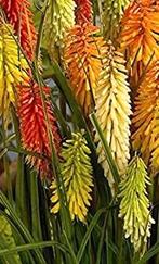 Vuurpijl mix (Kniphofia sp.), Ophalen of Verzenden, Zomer, Bodembedekkers