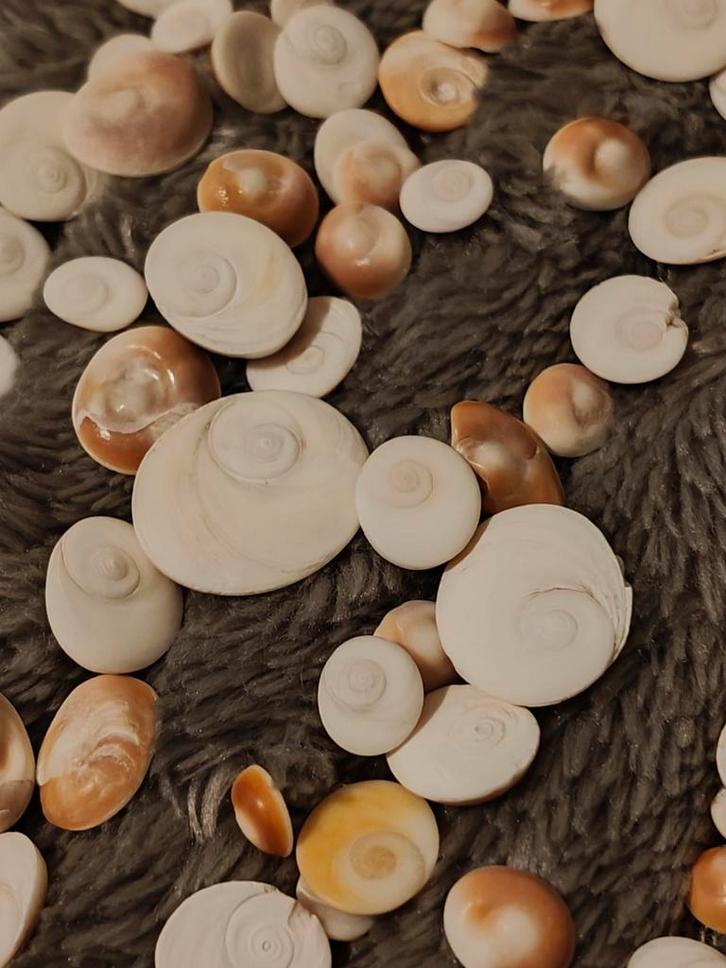 Shiva Oogschelpen - 100+ stuks, Verzamelen, Dierenverzamelingen, Ophalen of Verzenden