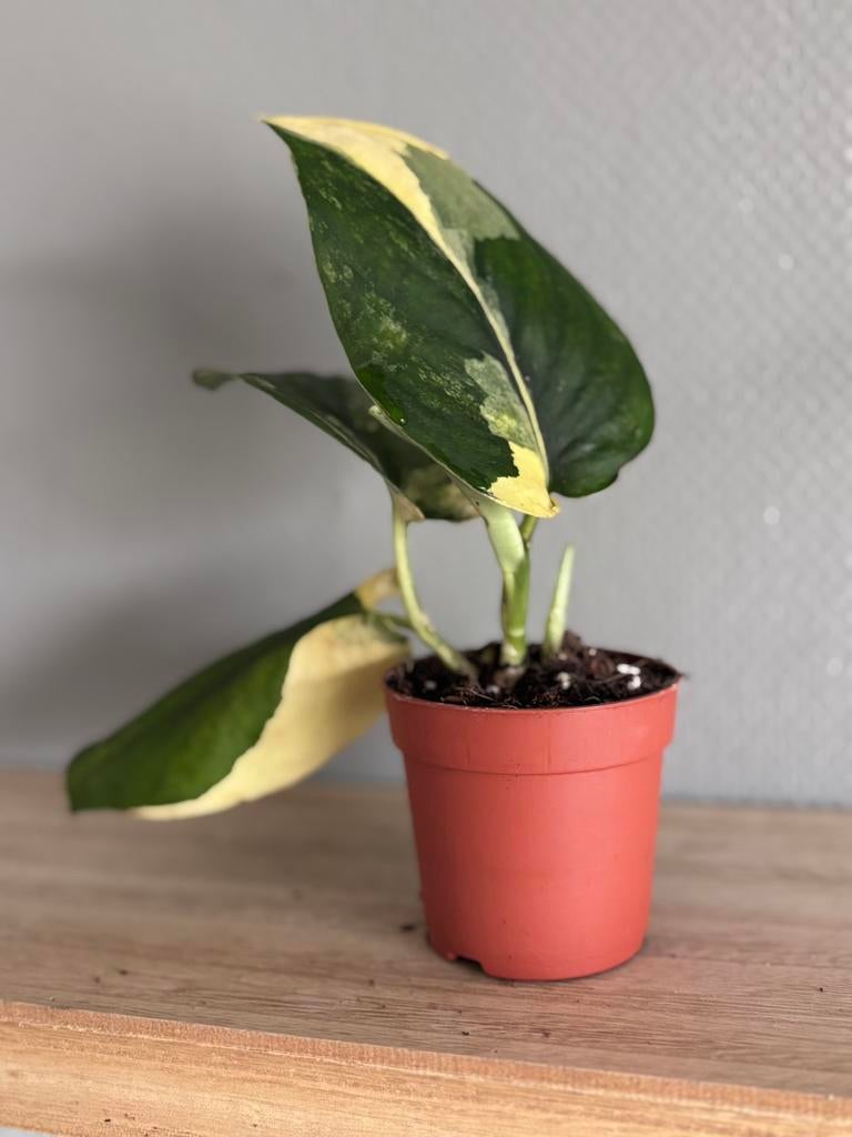 Scindapsus Jade Satin Variegata, Ophalen of Verzenden, Halfschaduw, Minder dan 100 cm