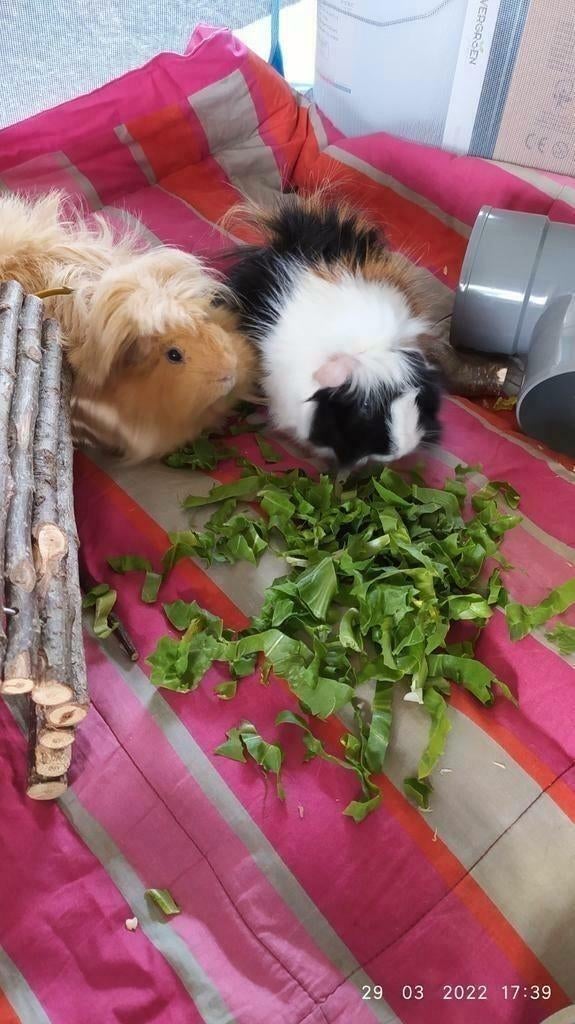 Vakantie opvang voor cavia's., Oppas