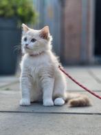 Ragdoll poesje met stamboom., Dieren en Toebehoren, Katten en Kittens | Raskatten | Langhaar, Poes, Gechipt, 0 tot 2 jaar