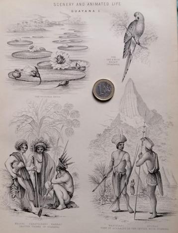 Scenery and animated life - gravure - Guayana - Indianen beschikbaar voor biedingen