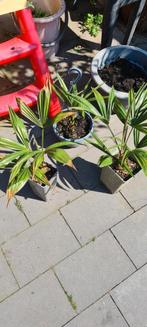 Trachycarpus Fortunei 3 jarig, Ophalen of Verzenden, Bloeit niet, Overige soorten, Halfschaduw