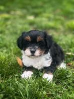 Bij ons geboren Lieve Havanezer pupjes, Parvo, België, Overige rassen, 8 tot 15 weken