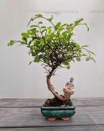 Japanse iep bonsai in mooi keramiek schaaltje, Tuin en Terras, Planten | Bomen, Bloeit niet, Halfschaduw, Minder dan 100 cm, Overige soorten