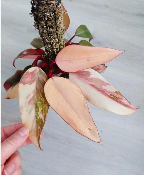 Philodendron Strawberry Shake, Huis en Inrichting, Kamerplanten, Overige soorten, Minder dan 100 cm, Ophalen of Verzenden