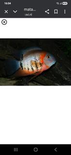 Heros rotkeil, Dieren en Toebehoren, Vissen | Aquariumvissen, Vis