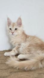 Maine Coon Zan Male Aldona's Gift *PL, Kater, Ontwormd
