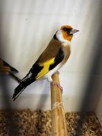 majoor putters koppel wildkleur, Dieren en Toebehoren, Meerdere dieren, Wildzangvogel