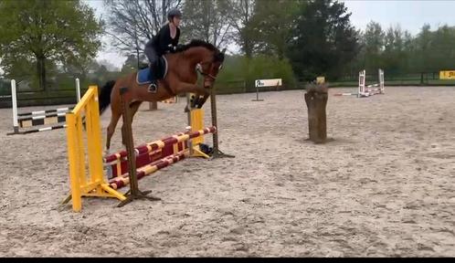 Veelbelovende 4-jarige ruin van Latif VS x Zodiak, Dieren en Toebehoren, Paarden, Ruin, 3 tot 6 jaar, Dressuurpaard
