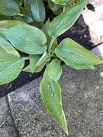 4 pollen van Hosta Blue Cadet met, Ophalen, Zomer, Overige soorten, Halfschaduw
