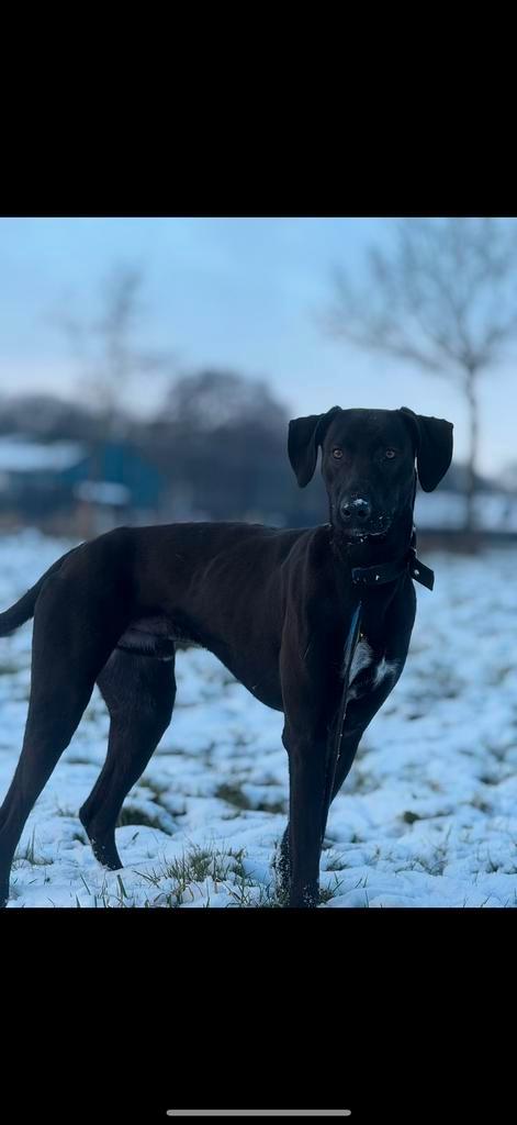 Super lieve kruising Duitse staande reu, Dieren en Toebehoren, Honden | Setters en Staande honden, Reu, Duitse Staande hond, Particulier