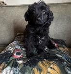 POMAPOO PUP (Reutje), Poedel, Parvo, 8 tot 15 weken, Meerdere dieren