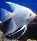 20 soorten maanvissen, diverse maten/ kleuren zie onze site, Dieren en Toebehoren, Vissen | Aquariumvissen, Vis