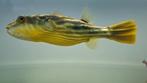 Fahaka Tetraodon lineatus puffer kogelvis 30 cm, Vis