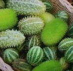 Zaden sierkomkommer - Cucumis melange, Tuin en Terras, Verzenden, Voorjaar, Volle zon, Zaad
