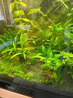Aquariumplant Vallisneria spiralis, Ophalen, Nieuw, Plant(en), Steen of Hout