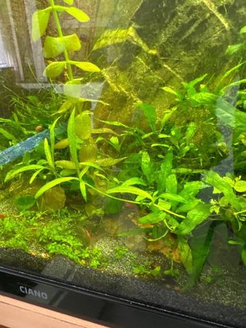 Aquariumplant Vallisneria spiralis beschikbaar voor biedingen
