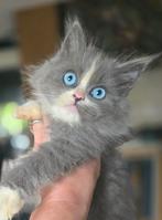 Siberische kitten mannetje uniek blue eye, Dieren en Toebehoren, Kater