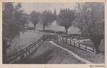 mooi nederland  waar?betuwe? ca 1950 beschikbaar voor biedingen