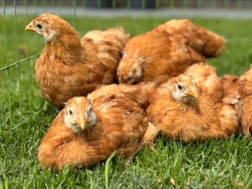 New Hampshire kippen, Dieren en Toebehoren, Pluimvee