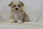 Leuke Maltipoo pups ( Maltezer x Poedel ), CDV (hondenziekte), Meerdere, Maltezer, 8 tot 15 weken