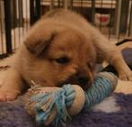 Pomsky reutje & teefje, Dieren en Toebehoren, Honden | Niet-rashonden, Parvo, 8 tot 15 weken, Meerdere, Meerdere dieren