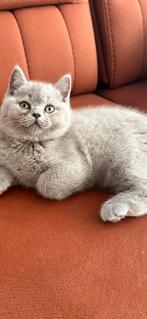 Britse Korthaar kittens️, Dieren en Toebehoren, Katten en Kittens | Raskatten | Korthaar, Ingeënt, Poes