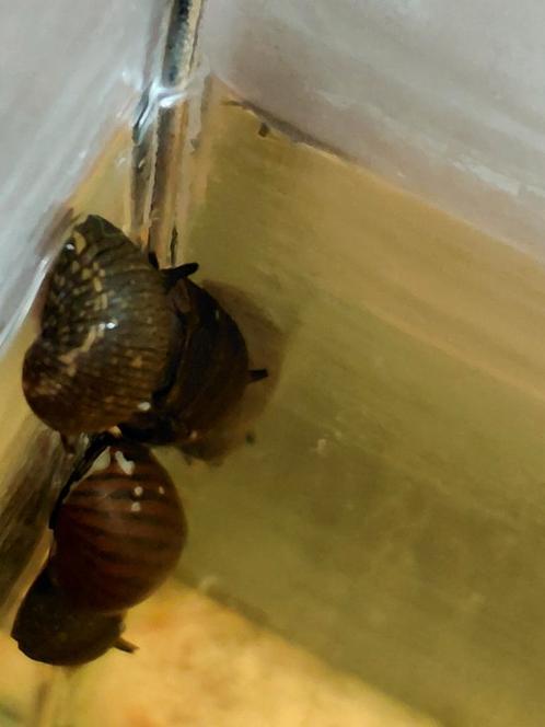 Geweislak Sun, Clithon sp, Dieren en Toebehoren, Vissen | Aquariumvissen, Vis