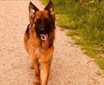 Dekreuen Ter Dekking ,Hij Is Rocky, Ter Dekking, Dieren en Toebehoren, Honden | Dekreuen, Particulier, Rabiës (hondsdolheid), 3 tot 5 jaar