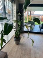Strelitzia Nicolai (Paradijsvogelplant) met pot, Ophalen, 100 tot 150 cm, Overige soorten, Halfschaduw
