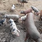 Biggetjes te koop, Dieren en Toebehoren, Schapen, Geiten en Varkens, Vrouwelijk, Varken