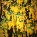 Gouden Regen Zaad - Laburnum Anagyroides, Tuin en Terras, Planten | Bomen, Volle zon, Lente, Minder dan 100 cm, Overige soorten