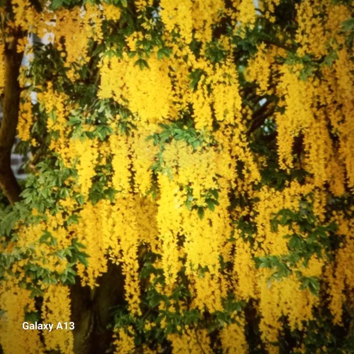 Gouden Regen Zaad - Laburnum Anagyroides, Tuin en Terras, Planten | Bomen, Overige soorten, Minder dan 100 cm, Volle zon, Lente