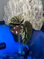 Variabilis blue spots hybride, Overige soorten, In pot, Minder dan 100 cm, Bloeiende kamerplant