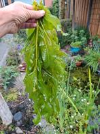 Glanzend fonteinkruid. €5,00 per bosje., Tuin en Terras, Vijvers, Ophalen of Verzenden, Nieuw