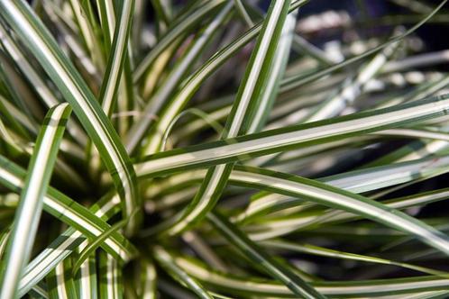 125 siergrassen voor 195 euro, Tuin en Terras, Planten | Tuinplanten, Vaste plant, Siergrassen, Ophalen of Verzenden