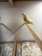 Koppel geelpastel Gouldamedine, Dieren en Toebehoren, Meerdere dieren, Tropenvogel, Geringd